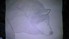 Husky drawing