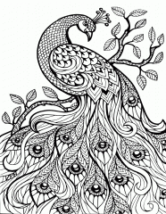 peacock