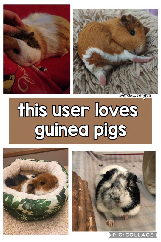 large.1397289987_Loveguineapigs.jpg.2f762c05e3ba211d87af0360228c83c9.jpg