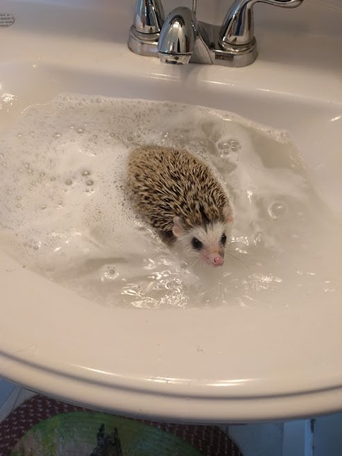 large.Bathtime.jpg.1df9b0bdf3695631af947dcda373198e.jpg