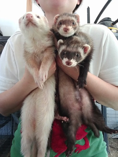 large.Ferrets.jpg.463d107f69a16cb62c9f54431c0f3aee.jpg