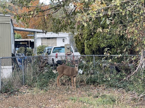 I love seeing deer !