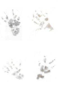 large.Pawprints.jpg.41a84c11ca3c0344b8943cdc96b7334e.jpg