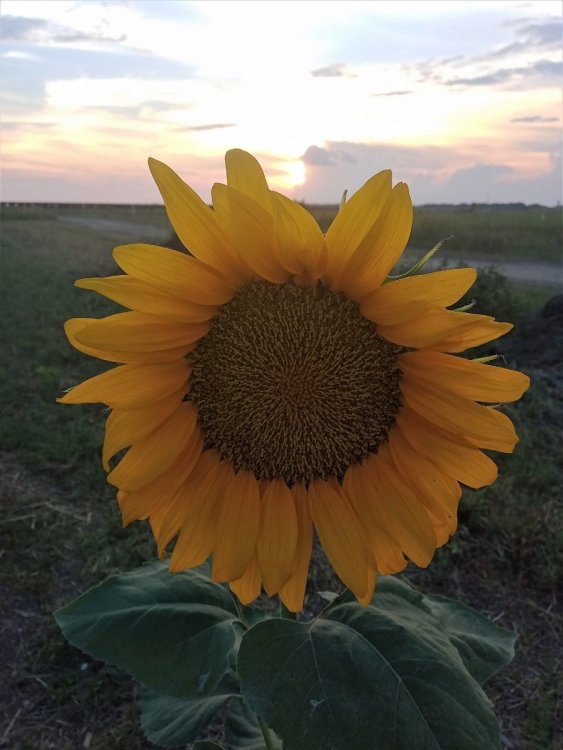 Sunflower1.jpg