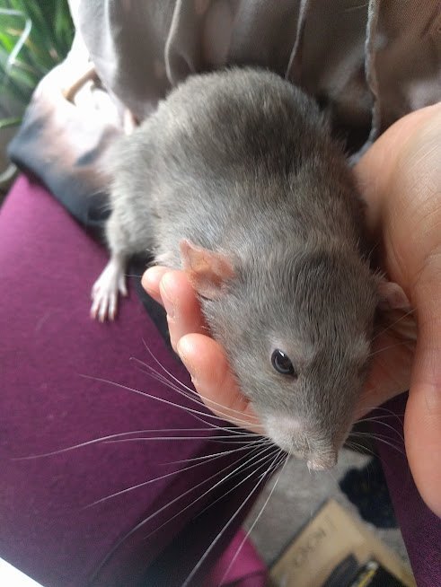 large.RatSnuggles.jpg.8310b235714286eb5cd545a72750c276.jpg