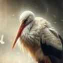 Melancholy Stork