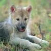 wolfcub